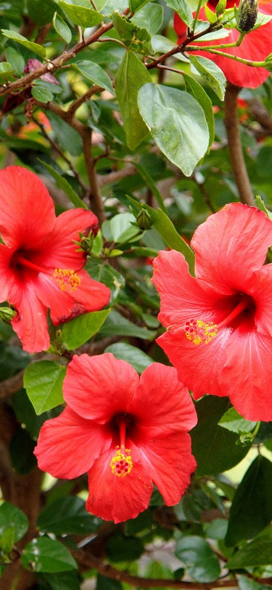 chinese rose, bushes, branches, leaves