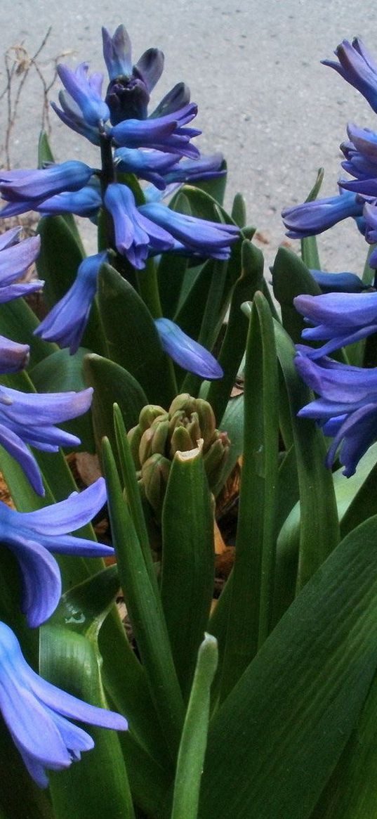 hyacinths, flowers, herbs, wood chips