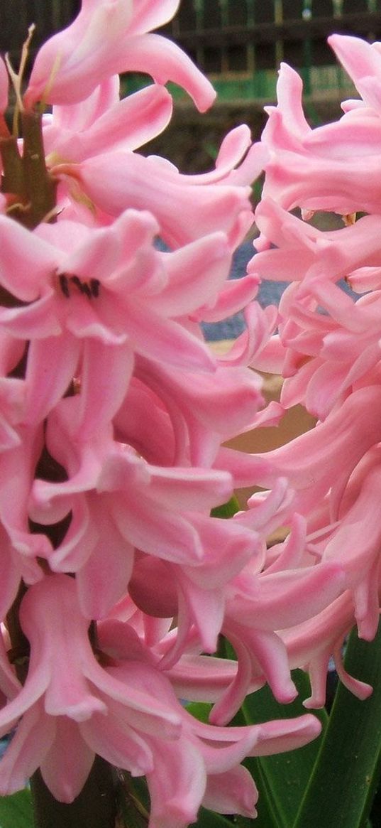 hyacinth, flowers, close up, green