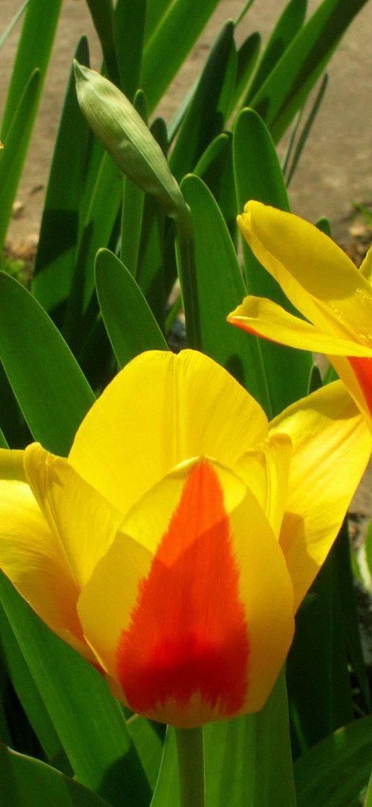 tulips, flowers, colorful, flowing, greens, flowerbed