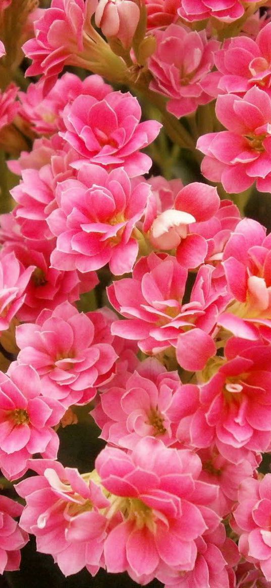 kalanchoe, flowers, pink, indoor, close-up