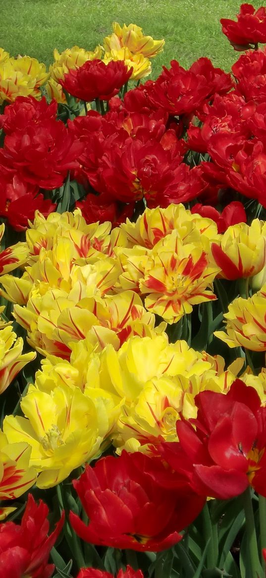 tulips, flowers, flowing, colorful, flowerbed