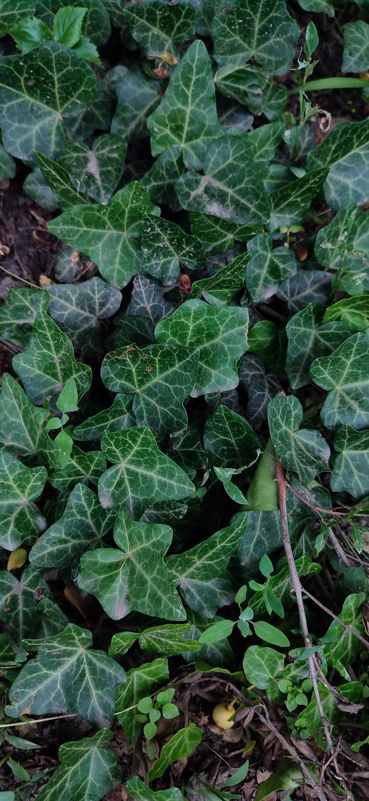 ivy, plant, green, nature