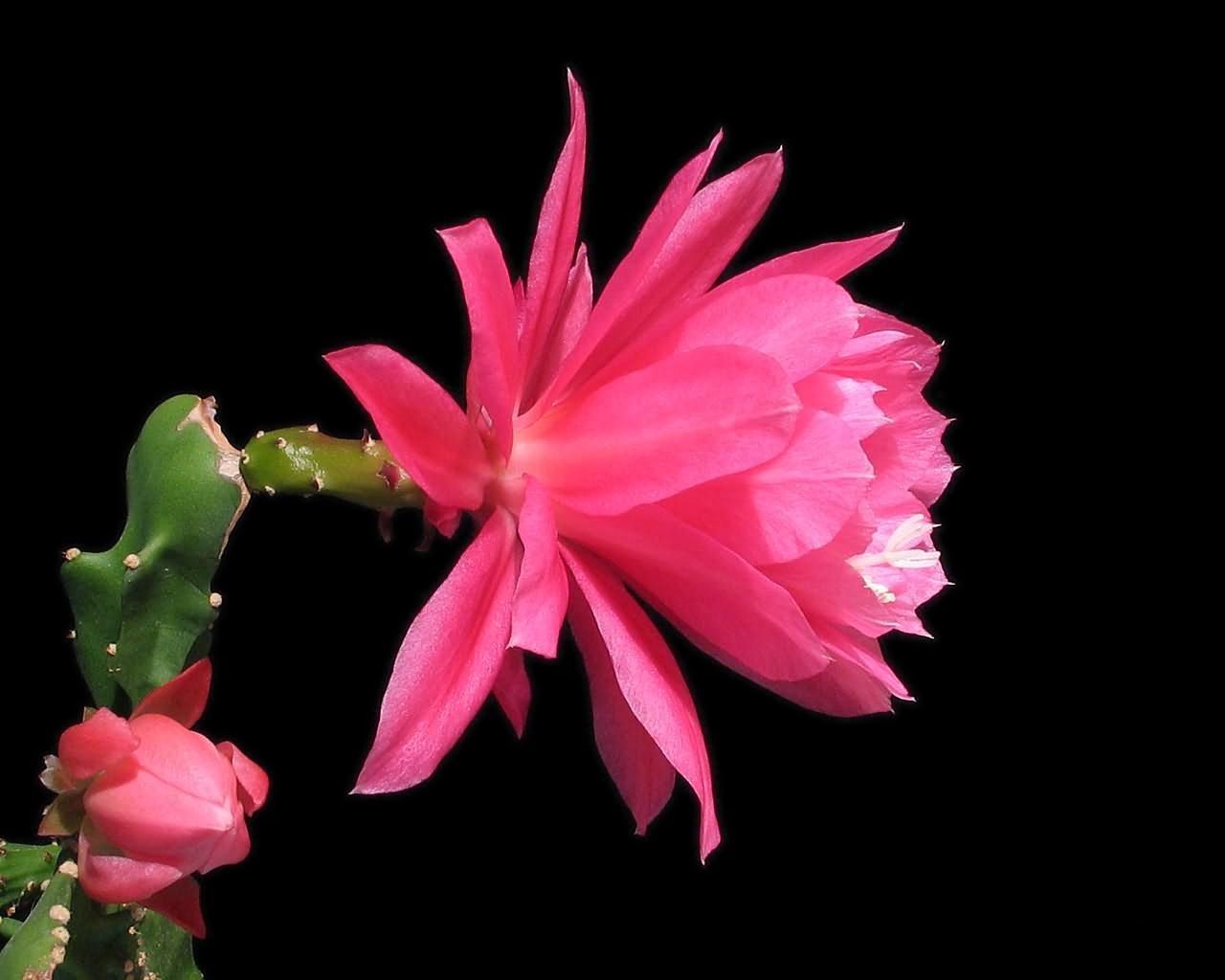 cactus, flowering, profile, background