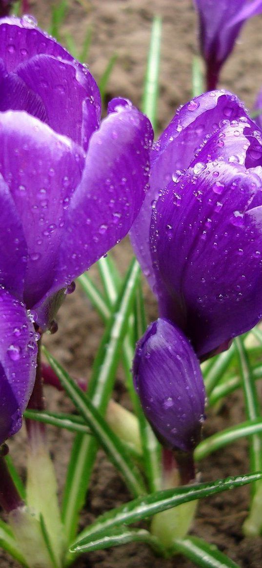 crocuses, flowers, primrose, drops, fresh, spring