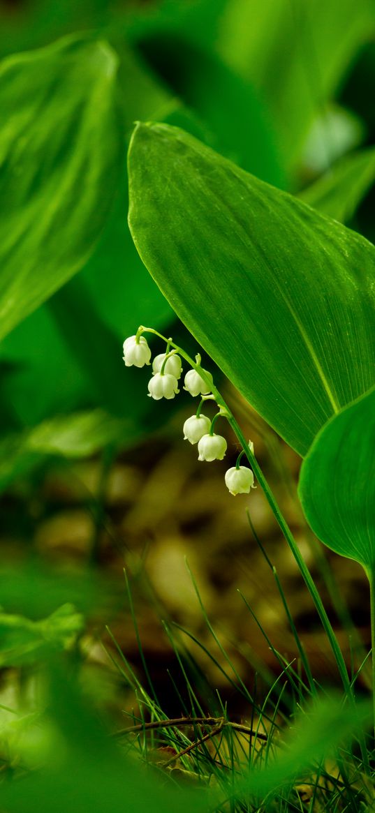 lily of the valley, flower, leaves, grass