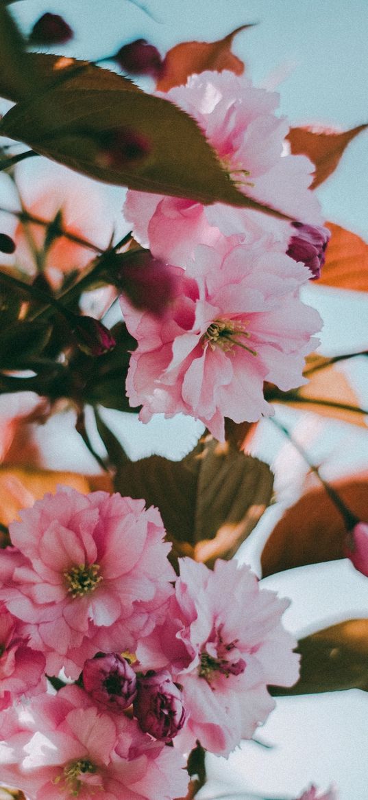 flowers, light, soft