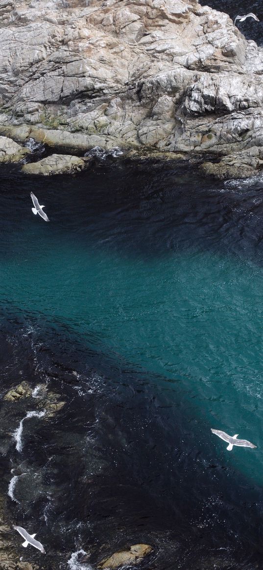 sea, dark, seagulls