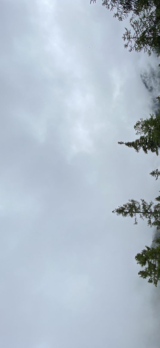 forest, green, tree, nature, villa, cloud, roof, walkside, walk side