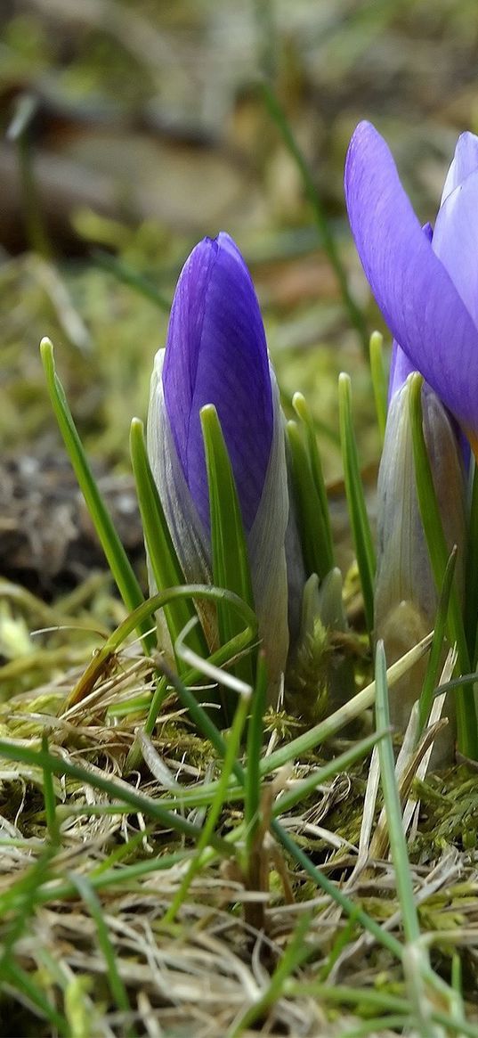 crocuses, flowers, primroses, spring, grass