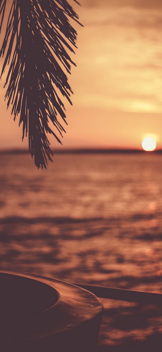 palm tree, sea, waves, sun, sunset, evening, sky, nature