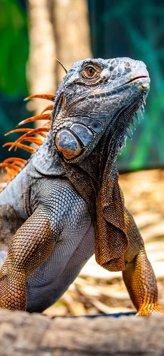 iguana, reptile, lizard, orange