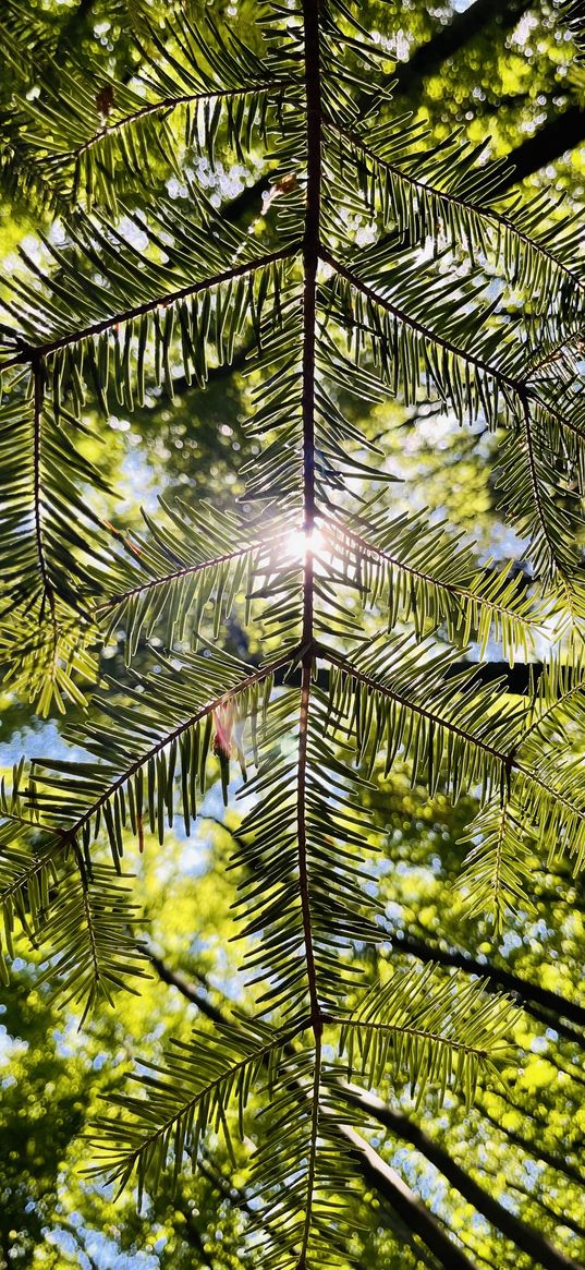 pine needles, forest, green, sun, nature