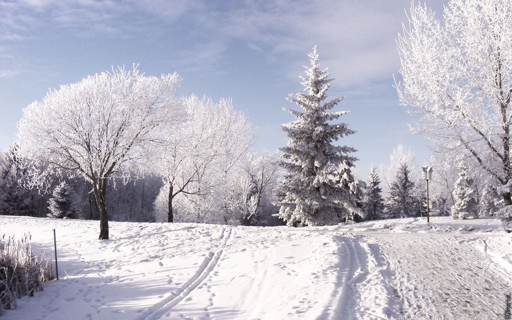 winter, ski track, traces, trees, snow, mountains, day