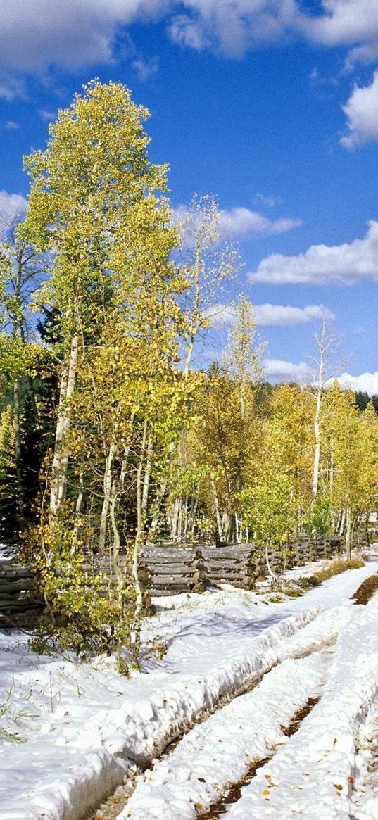 spring, trees, snow, wood, leaves, birches, road