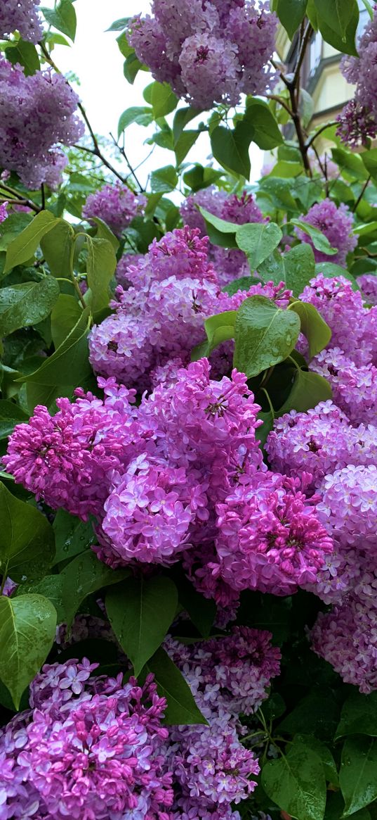 lilac, summer, garden, nature