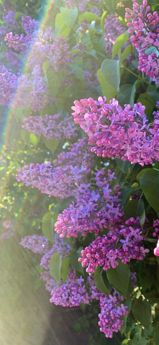 lilac, summer, sun, rainbow