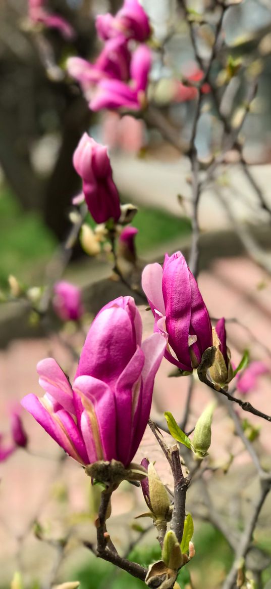 orchids, flowers, pink, spring, nature