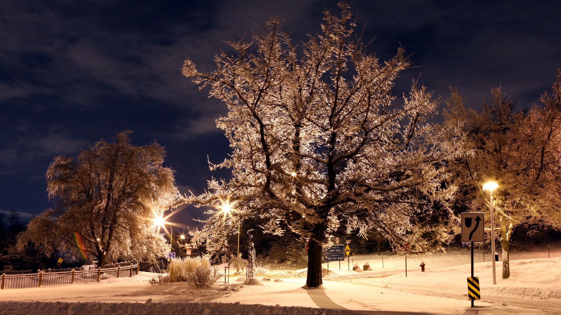 trees, park, winter, night, hoarfrost, signs, lamps