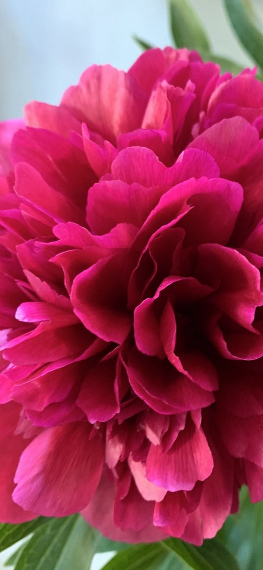 peonies, flowers, fuchsia, nature