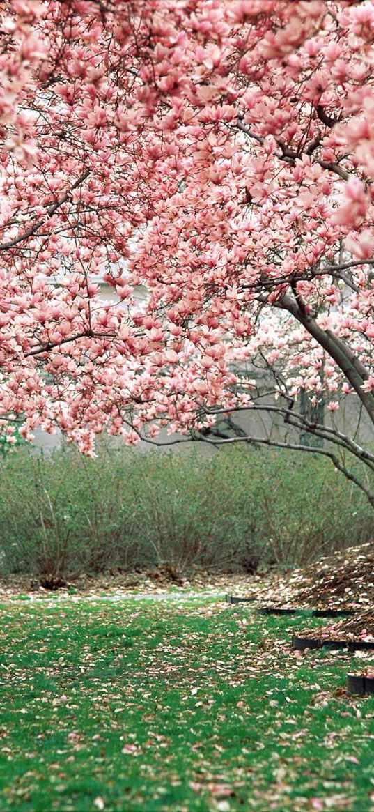 spring, garden, flowering, trees, pink