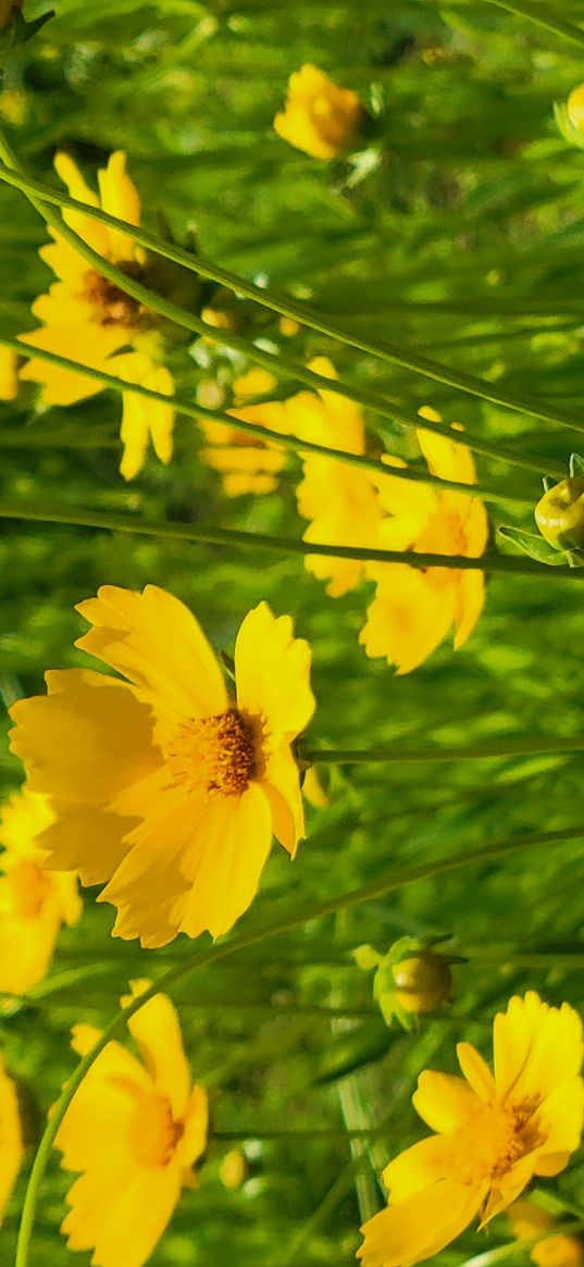 flowers, yellow, green, sunshine