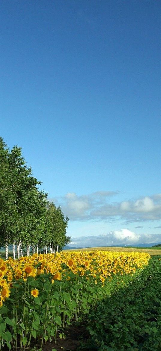 field, culture, economy, sunflowers, birches