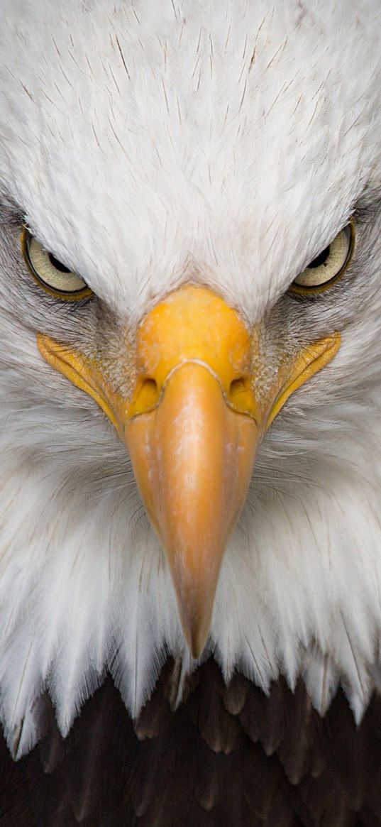 eagle, bird, beak, glance, wild