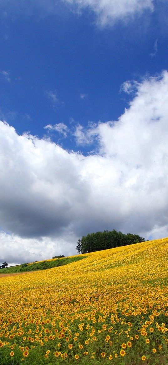 field, culture, economy, sunflowers, descent, mountain, road