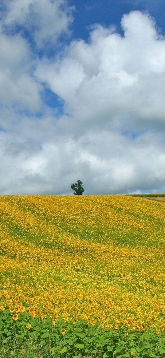 field, culture, economy, sunflowers, descent, mountain, sky