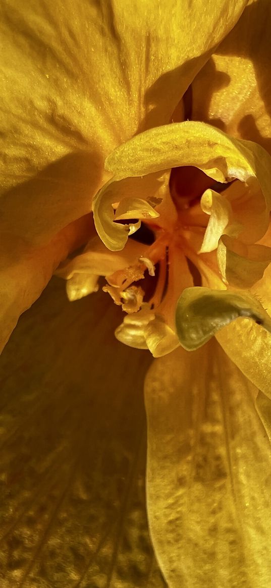 flower, plant, yellow, core, petals, macro