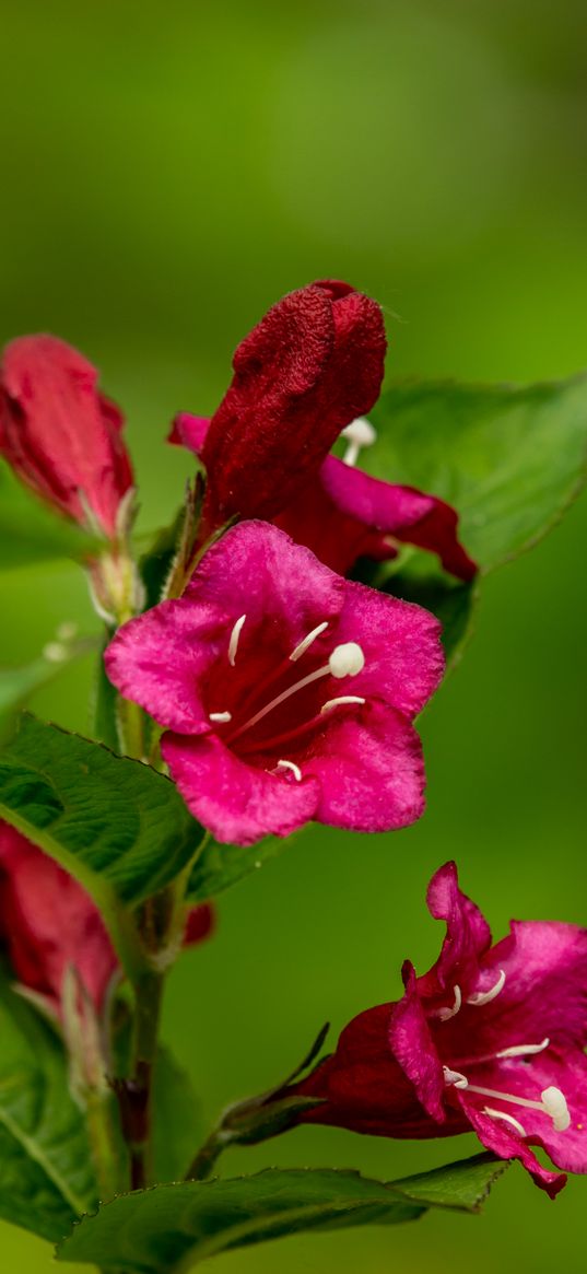 weigela, flowers, petals, stamens