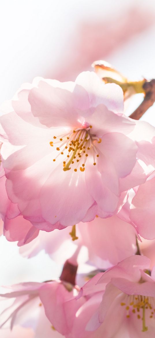 flowers, petals, branches, stamens, spring, pink