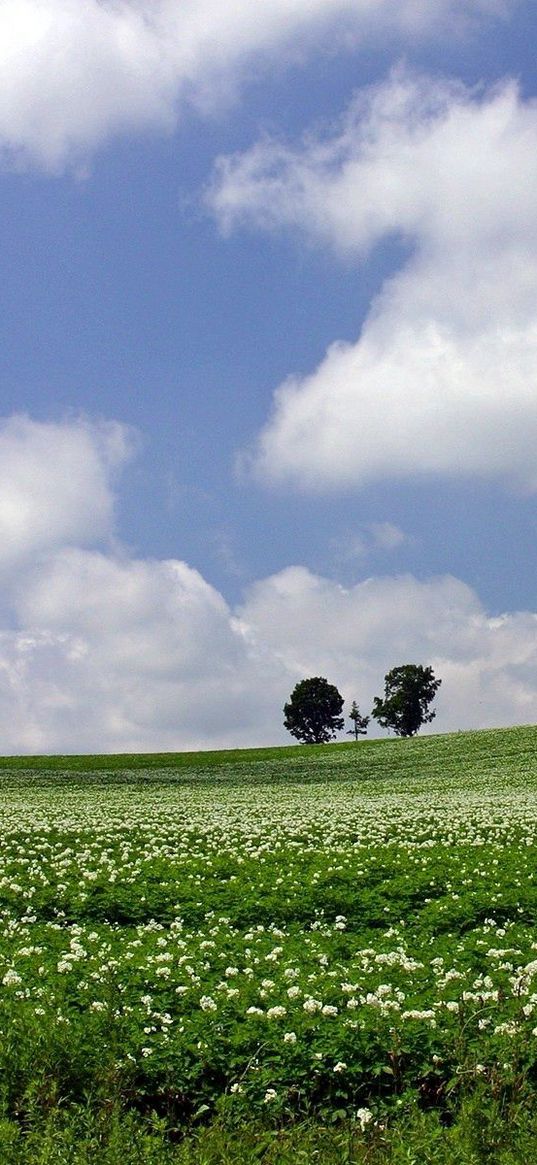 field, economy, trees, horizon