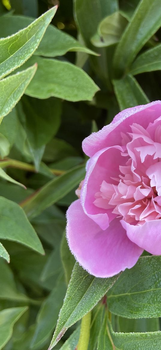 peony, pink, flower, leaves