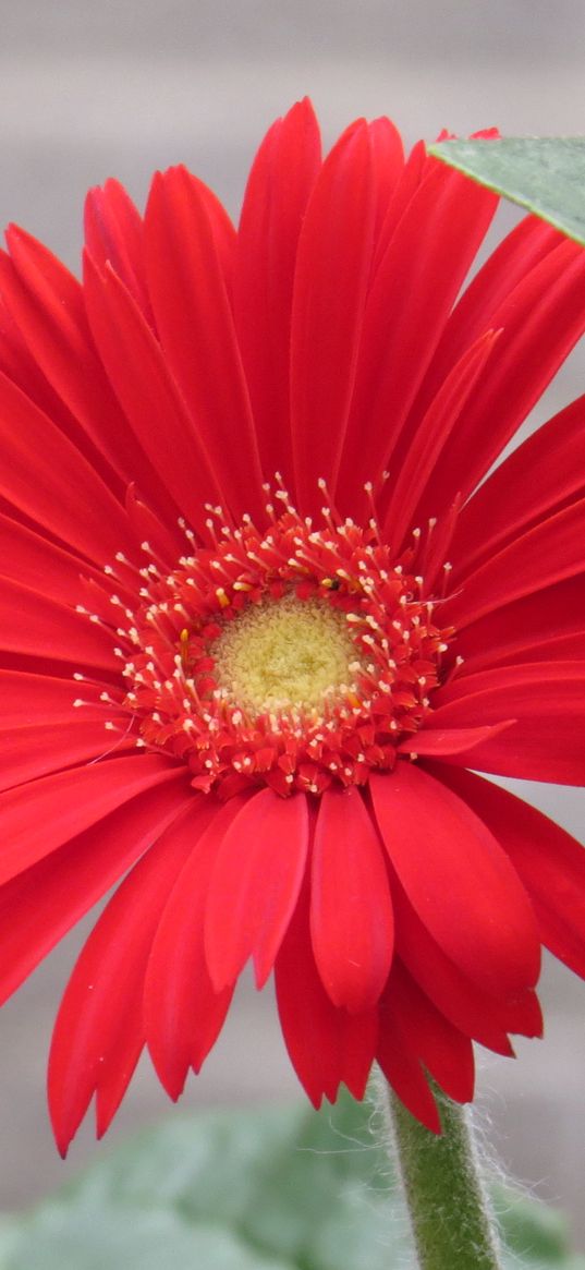 flower, red, daisy, nature