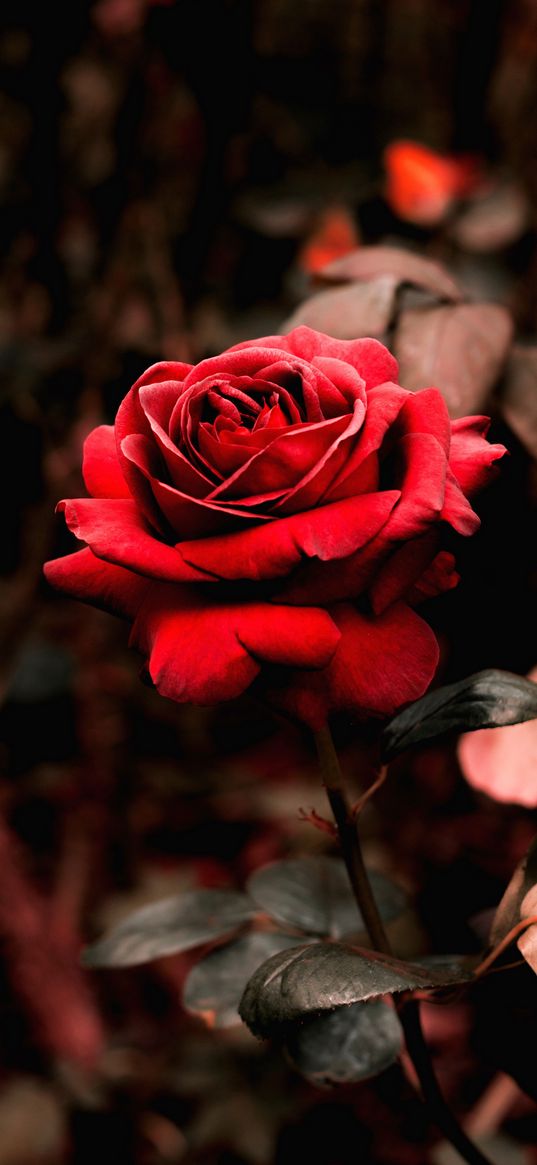 rose, flower, petals, red, plant, nature