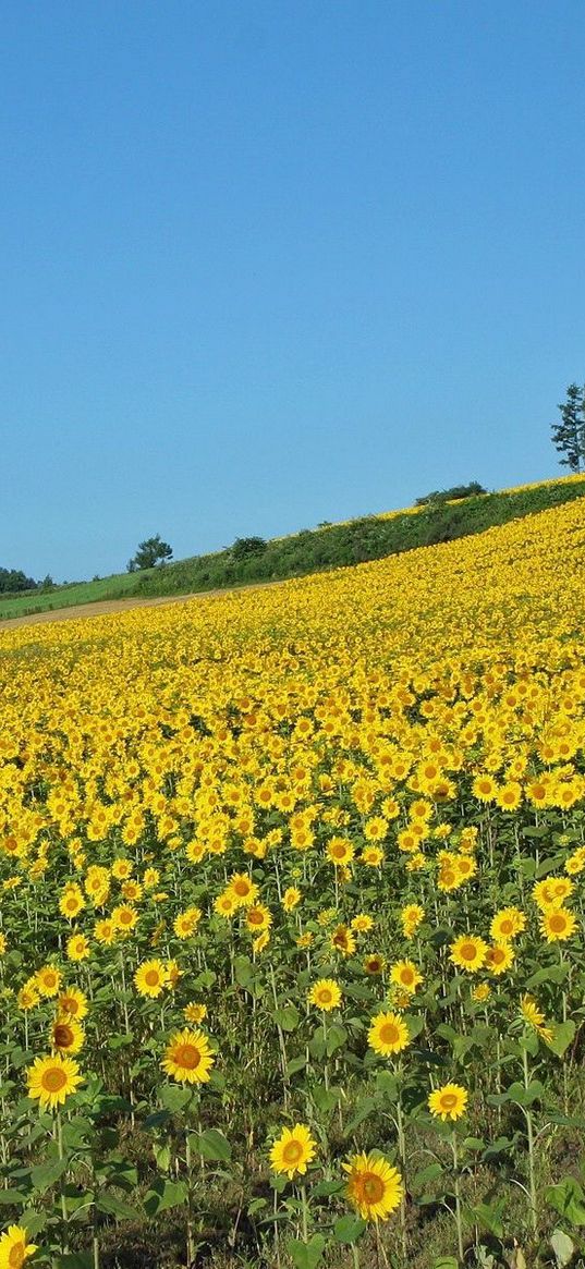 field, sunflowers, summer, slope, economy, culture