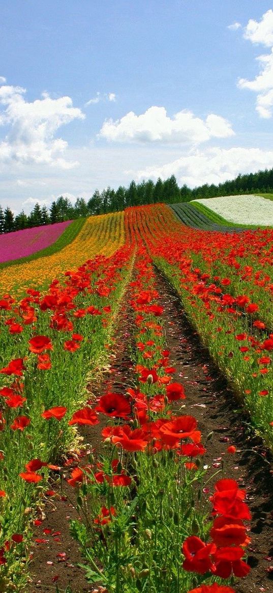 field, poppies, flowers, ranks, japan