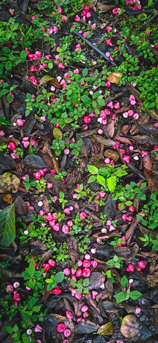 flowers, leaves, withered, plants, nature