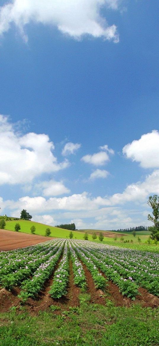 field, plantation, summer, culture, economy, ranks