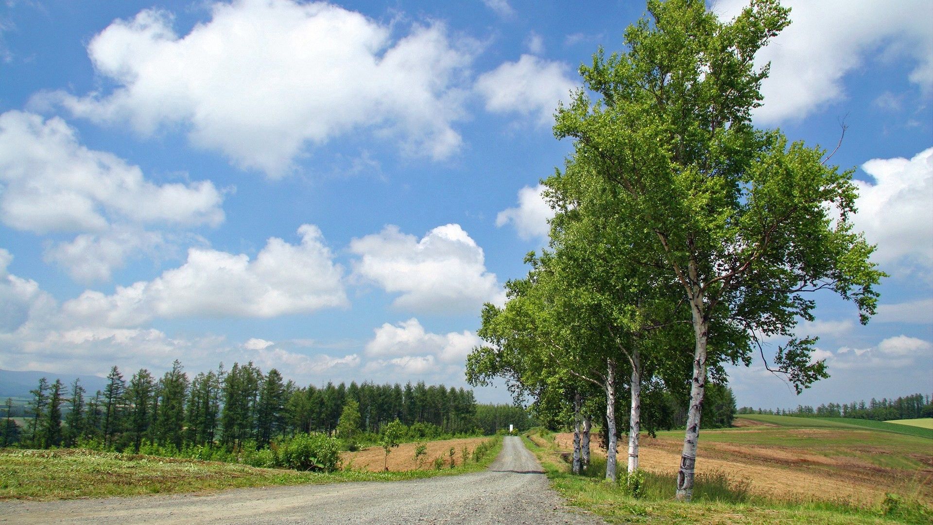 birches, road, country