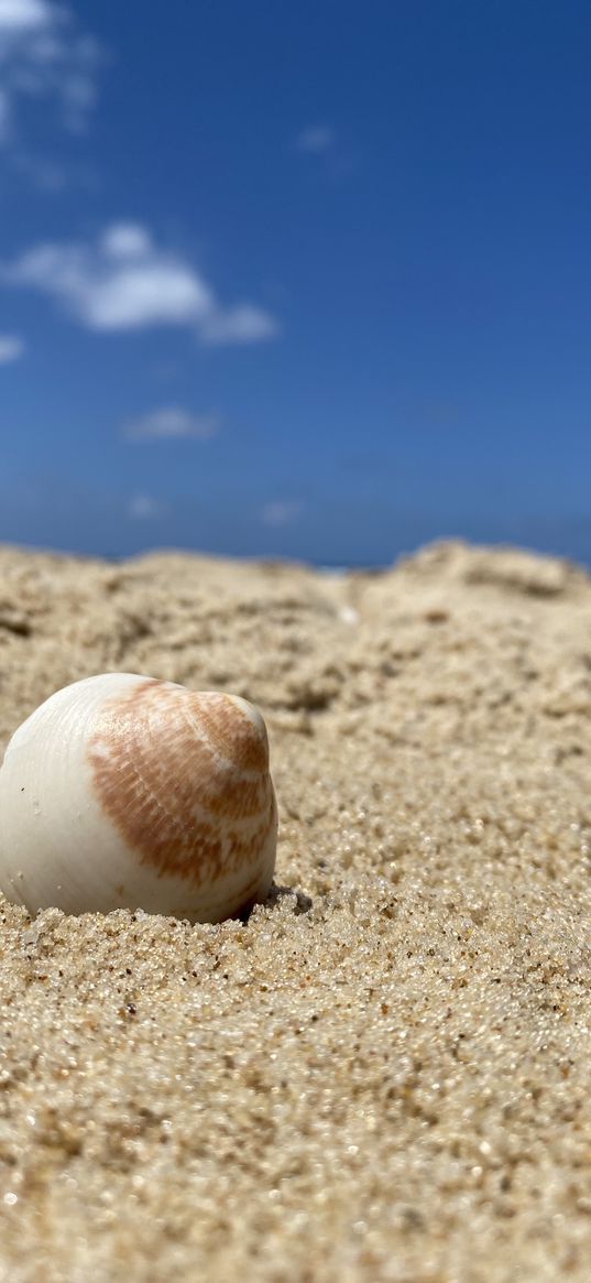 shell, sand, beach, sea, clouds, sky, heat, summer, nature