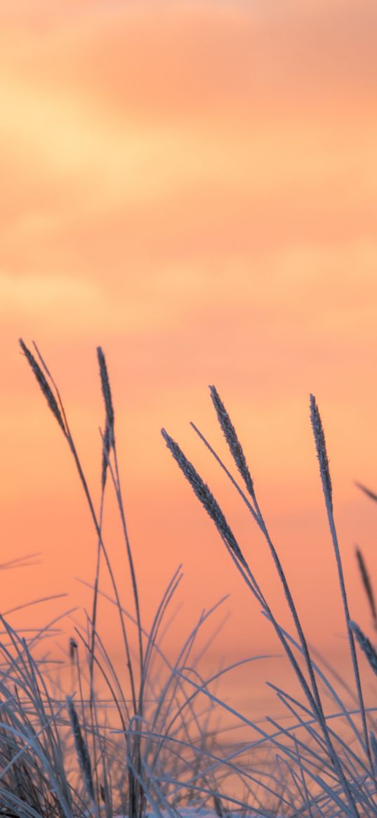 grass, frost, sunrise