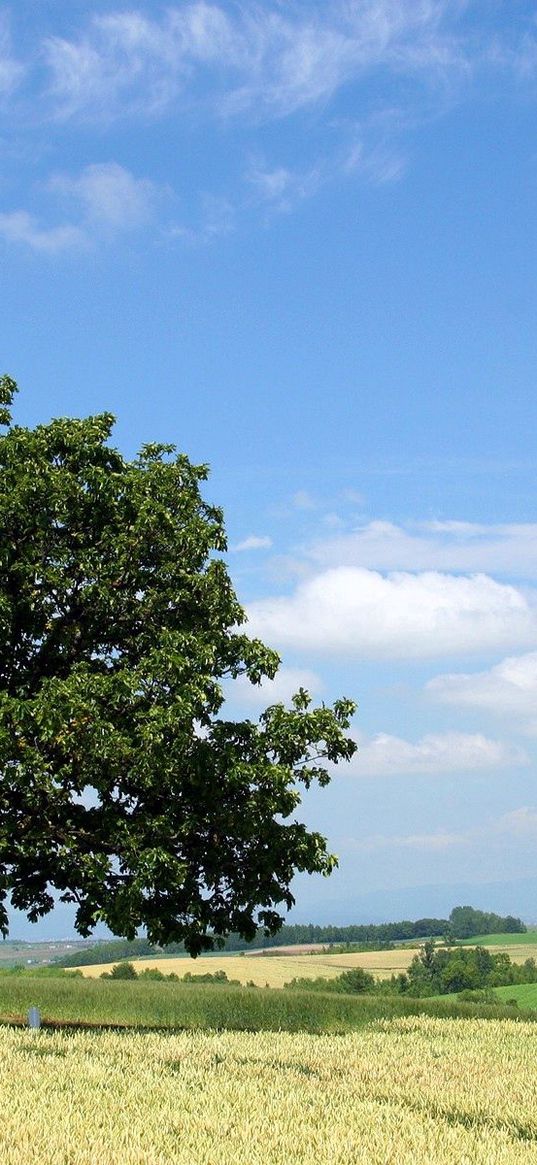 tree, krone, field, people, economy