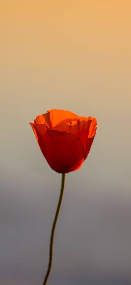 poppy, flower, petals, sunset