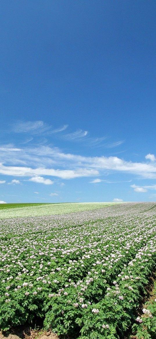 field, plantation, agriculture