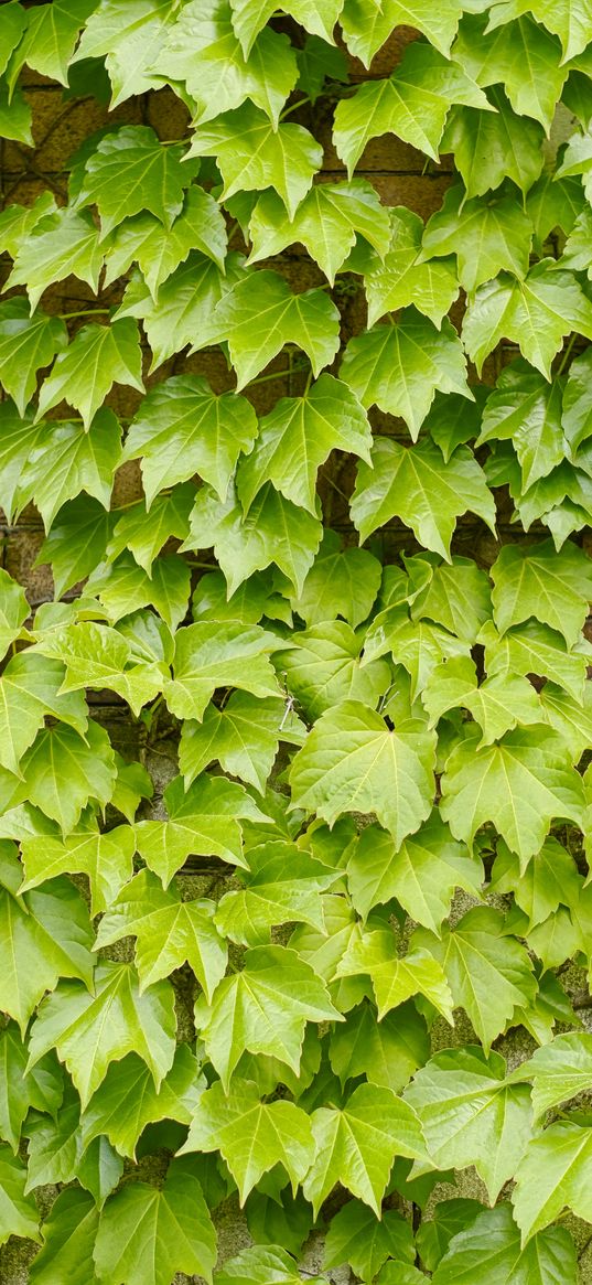 leaves, ivy, green