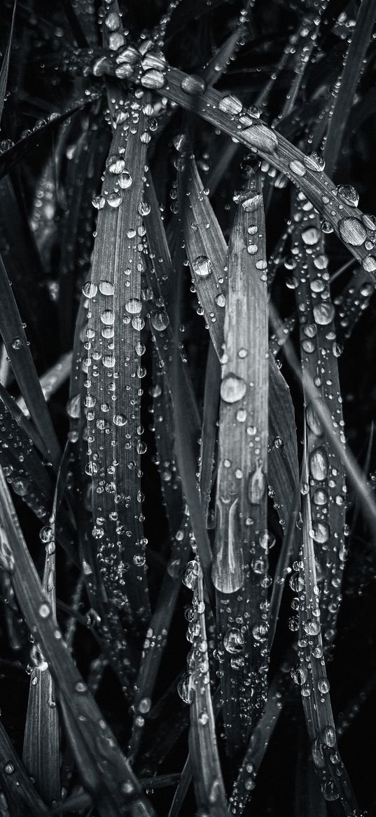 grass, leaves, dew, drops, nature, dark