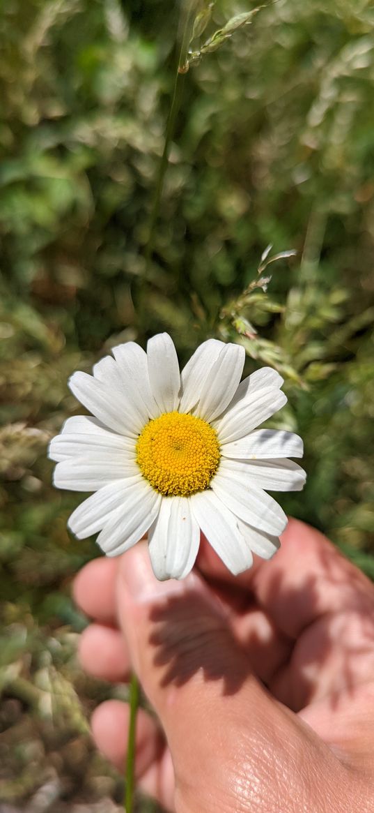 flower, summer, sunshine